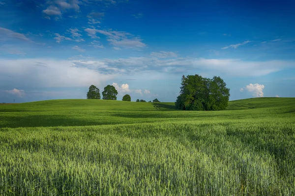 Färgglada moln över ett vetefält vid solnedgången — Stockfoto