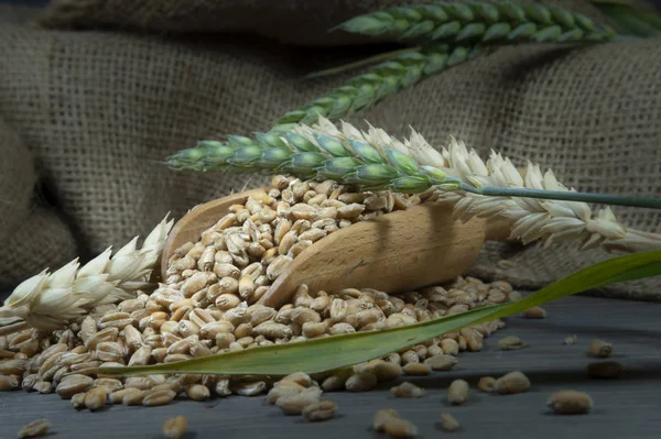 Wheat seeds spilling from wooden scoop on jute