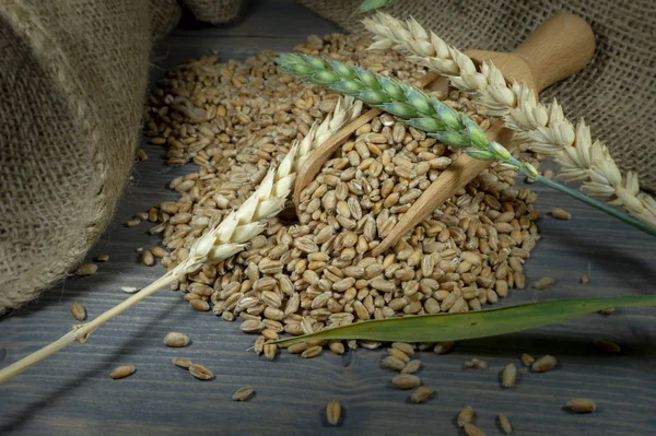 Wheat seeds spilling from wooden scoop on jute