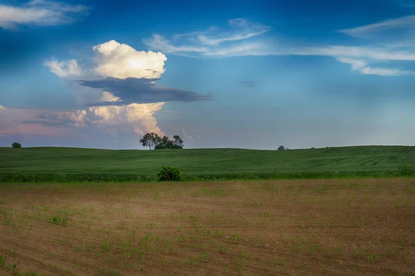 Green pasture with rolling hills at sunset