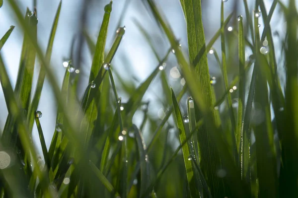 Grünes Gras und Tropfen Morgentau — Stockfoto