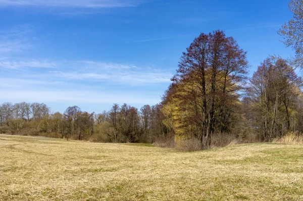 Pole Kraj z gołych drzew jesienią lub zimą — Zdjęcie stockowe