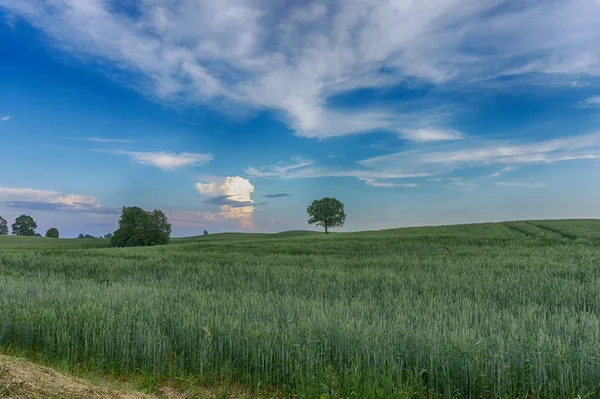 Barevné růžové mraky na pšeničném poli při západu slunce — Stock fotografie