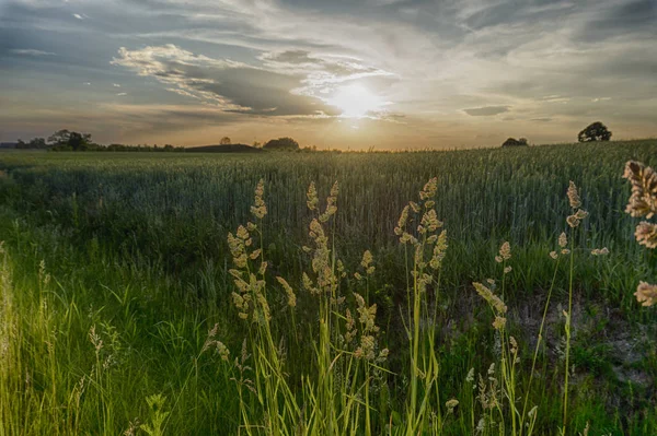 Flowering feathery wild grasses at sunset — Stock Photo, Image