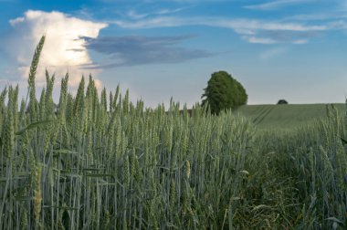 Bir tarım alanında genç yeşil tahıl kırpma