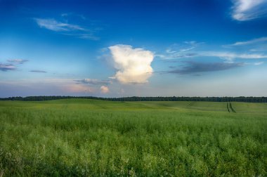 Gün batımında tepeler ile yeşil mera