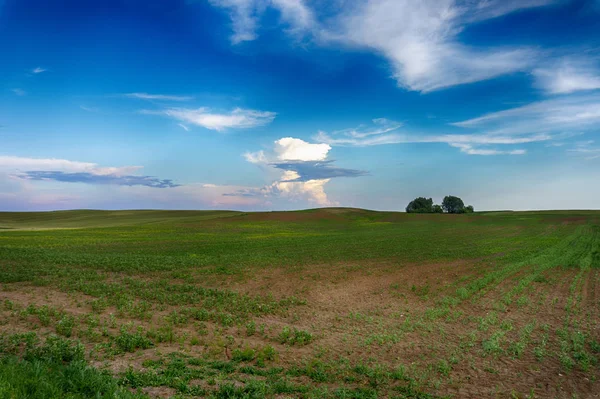 Grüne Weide mit sanften Hügeln bei Sonnenuntergang — Stockfoto