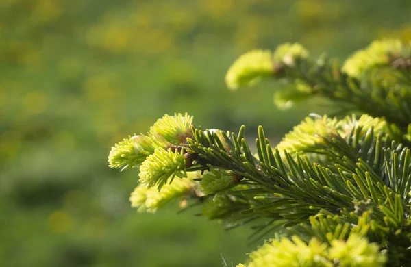 Agulhas verdes frescas em uma conífera na primavera — Fotografia de Stock