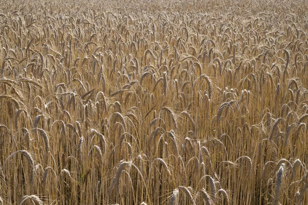 Ripe golden wheat field Royalty Free Stock Images