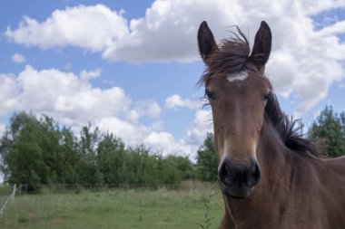 Rüzgarda esen yele ve kuyruğu olan kahverengi at