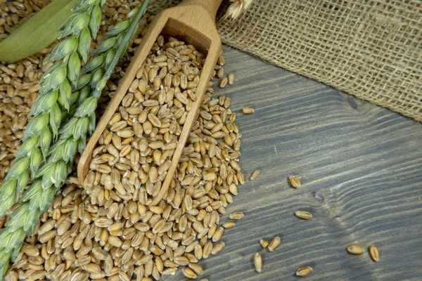 Wheat seeds spilling from wooden scoop on jute