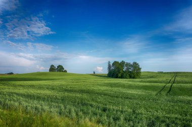 Gün batımında bir buğday tarlası üzerinde renkli bulutlar