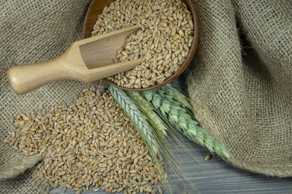 Wheat seeds spilling from a bowl with ears
