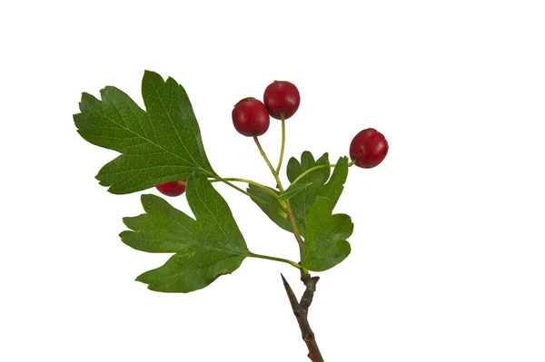 Ramo di biancospino con frutti isolati su bianco — Foto Stock