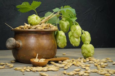 Arpa tohumu ile bitki taze şerbetçiotu Dalı