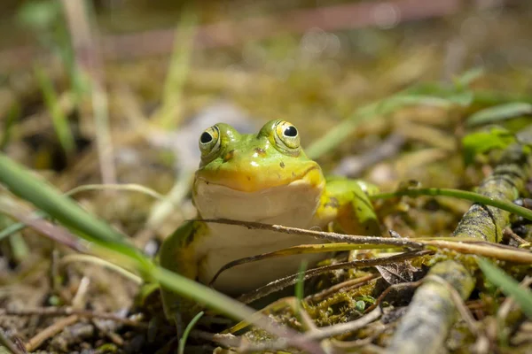 Frog posing for the camera and smiling