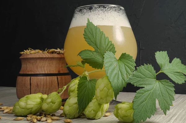 Zweig frischer Hopfen auf Pflanze mit hausgemachtem Bier — Stockfoto