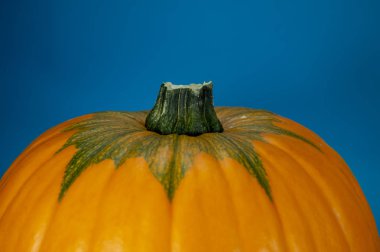 Yakından mavi bir arka plan üzerinde Turuncu kabak