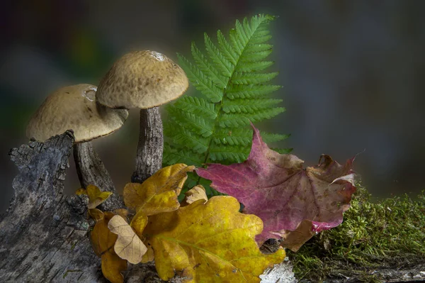 Two birch bolete mushrooms in an autumn forest — Stock Photo, Image