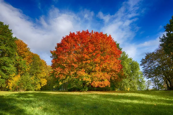 Paisaje otoñal con follaje colorido en los árboles — Foto de Stock