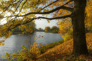 Nehir kıyısındaki ağaçla sonbahar manzarası