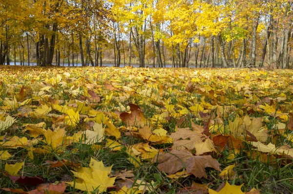 Piękne żółte liście na ziemi krajobraz — Zdjęcie stockowe