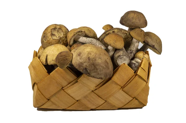 Тканый контейнер из маленьких свежих грибов Boletus — стоковое фото