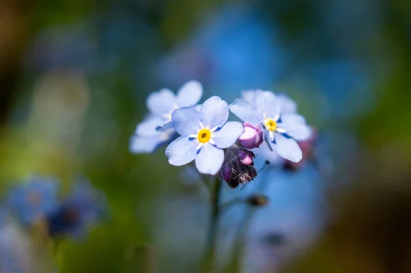 ไมโอซ ลวาโตก ดอกไม — ภาพถ่ายสต็อก