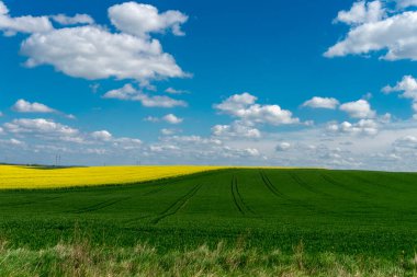 Renkli sarı kolza tohumu ekili bahar tarım arazisi ve güneşli mavi gökyüzünün altında tarım arazisi