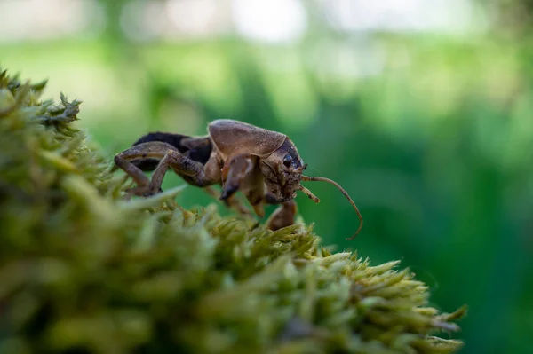 Mole cricket (Gryllotalpa gryllotalpa) in close up low angle view