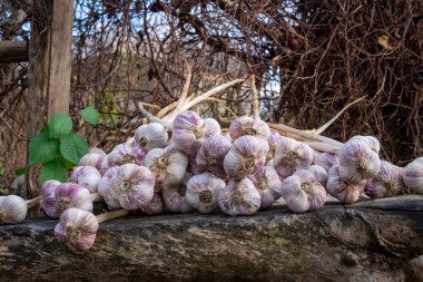Ağaçların gölgesinde kuruyan taze toplanmış sarımsak soğanları.