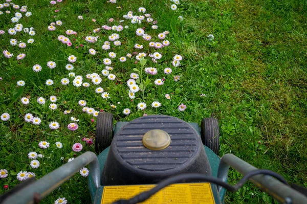 带电动割草机的季节和庭院维修概念及绿色花园草坪上精致的白色和粉色春花 — 图库照片