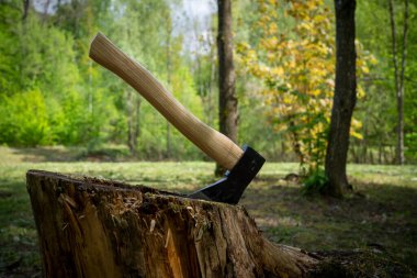 Helikopter ya da balta, eski bir ağaç gövdesinde dikey duruyor. Baharda ormanlık bir arka plana karşı.