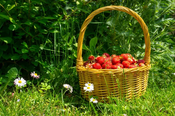 Cesta Mimbre Rústica Con Jugosas Fresas Maduras Prado Verde Con — Foto de Stock