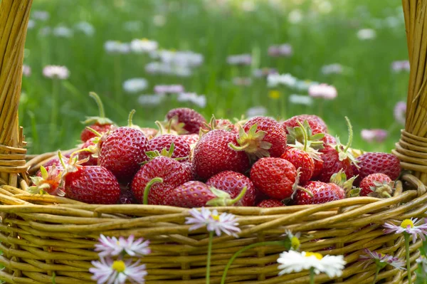 Mand Vol Met Weelderige Rijpe Rode Aardbeien Met Stengels Close — Stockfoto