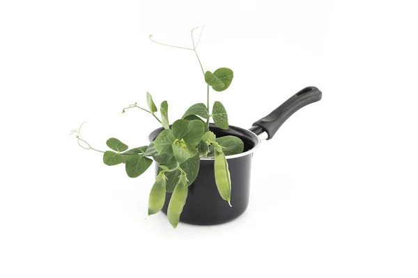 Garbanzo Con Planta Fresca Con Vainas Una Pequeña Olla Negra — Foto de Stock