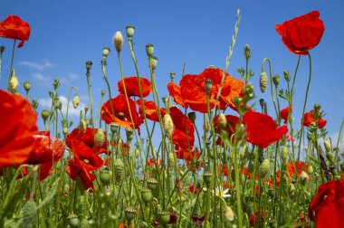 Renkli kırmızı Papaver tarlası ya da düşük açılı mısır gelincikleriyle baharda mavi gökyüzüne karşı toprak manzarası
