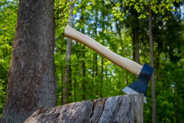 Helikopter ya da balta, eski bir ağaç gövdesinde dikey duruyor. Baharda ormanlık bir arka plana karşı.