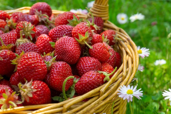 Rustic Wicker Basket Juicy Ripe Strawberries Green Meadow Flowering White — Stock Photo, Image