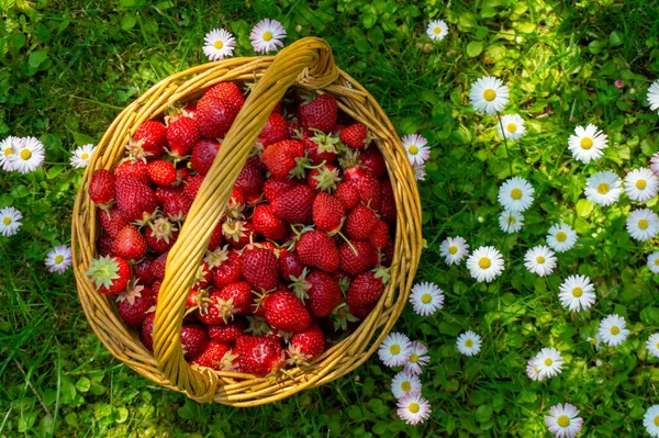 Canasta Mimbre Fresas Recién Recogidas Prado Verde Primavera Con Margaritas — Foto de Stock