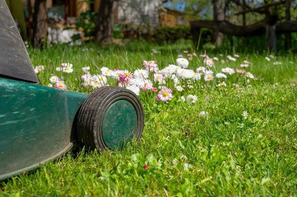 Saison Und Gartenpflegekonzept Mit Elektro Rasenmäher Und Zierlichen Weißen Und — Stockfoto