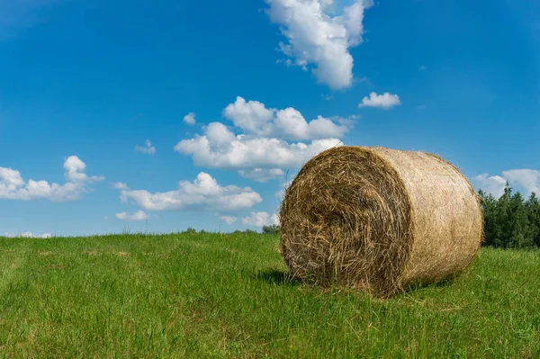 Bale Heno Circular Recién Cosechado Campo Pasto Verano Una Vista —  Fotos de Stock