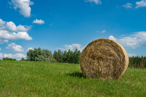 Świeżo Zebrana Okrągła Bela Siana Polu Lub Pastwisku Latem Niskiej — Zdjęcie stockowe