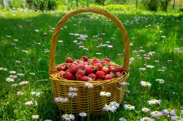 淡淡的柳条筐 有多汁的成熟草莓 绿色的草地上 春天里开花结果的白色雏菊 侧面看 — 图库照片
