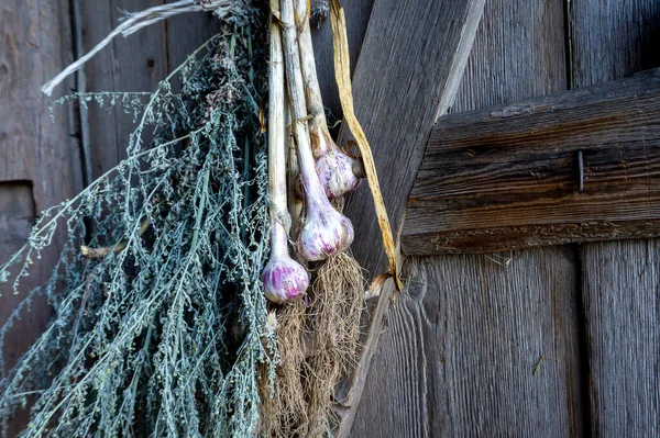 Bunch Fresh Garlic Bulbs Hanging Rustic Farm Barn Viewed Wooden — Stock Photo, Image
