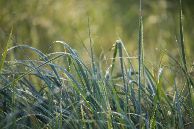 Sabahın köründe yeşil çimenlerin üzerinde çiy parıldar. Doğanın dinginliğini ve güzelliğini gösteren sakin bir yakın çekim görüntüsü yaratır..