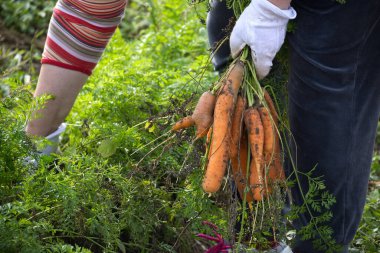 Bir insan yemyeşil bir bahçede taze havuç hasat eder, canlı ürünler ve doğanın güzelliği sayesinde bahçıvanlığın ödüllerini sergiler..