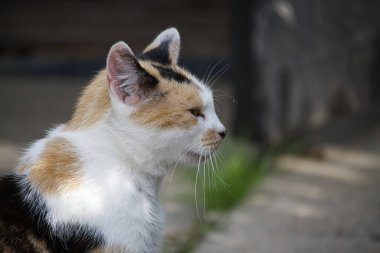 Güzel bir yavru kedi, benzersiz palto desenini ve bulanık arka plandaki bıyıklarını gözler önüne sererek profil içinde yakalanır..