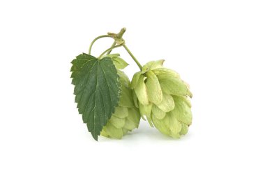 A close-up vibrant green hops and a leaf, set against a clean white backdrop, perfect for brewing or botanical themes.