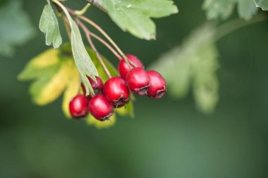 Olgun bir şahin çileği kümesi, bulanık yeşil bir zemin ile zıt bir daldan sarkıyor. Böğürtlenler koyu kırmızı, yapraklar yeşil ve sarı karışımı..